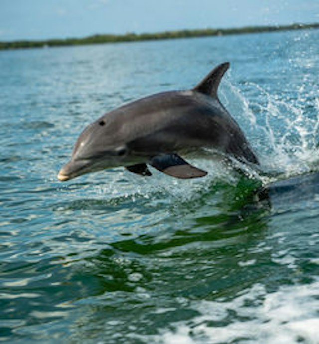 AMI Charters image 4