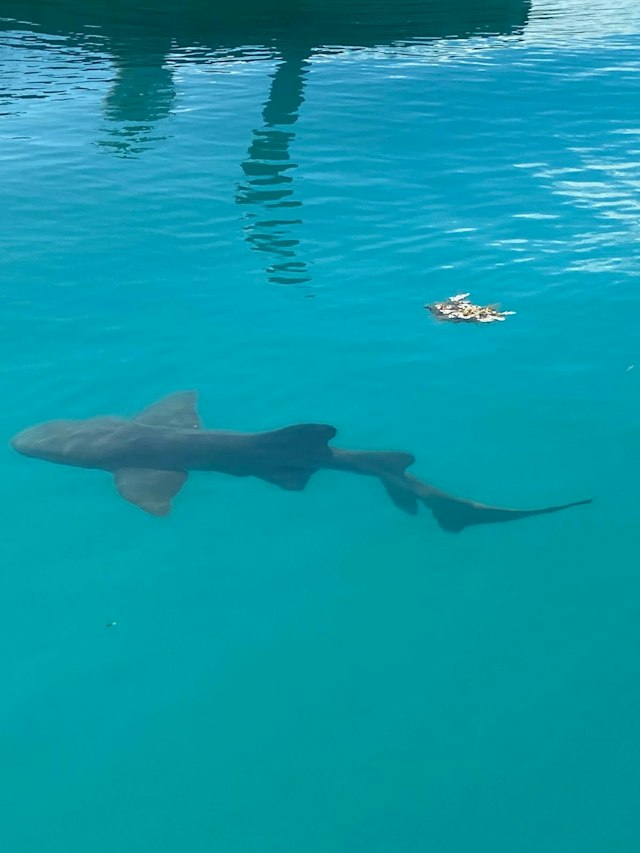Orca Pro Charters image 6