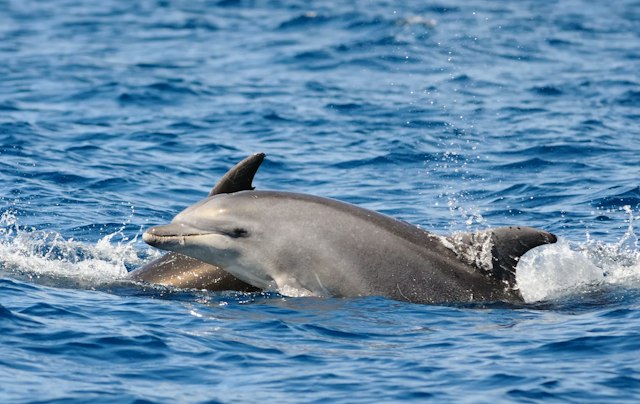 Anna Maria Island Dolphin Tours image 9