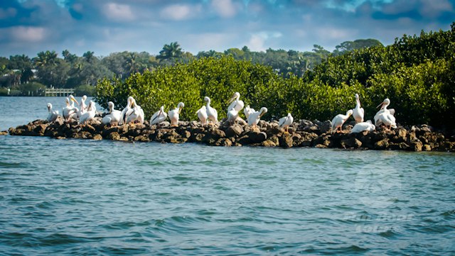 Fun Boat Tours Anna Maria image 8