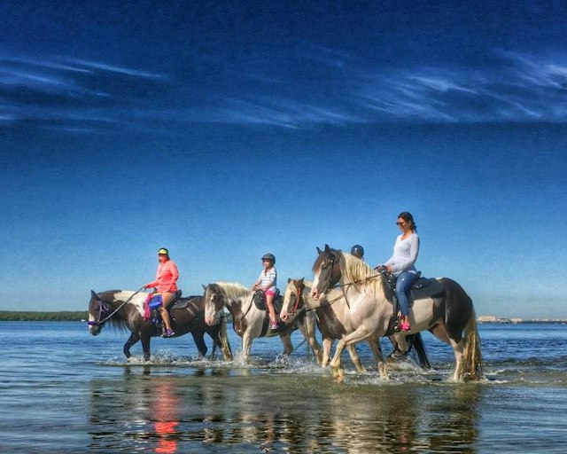 C Ponies Beach Horseback Rides image 5