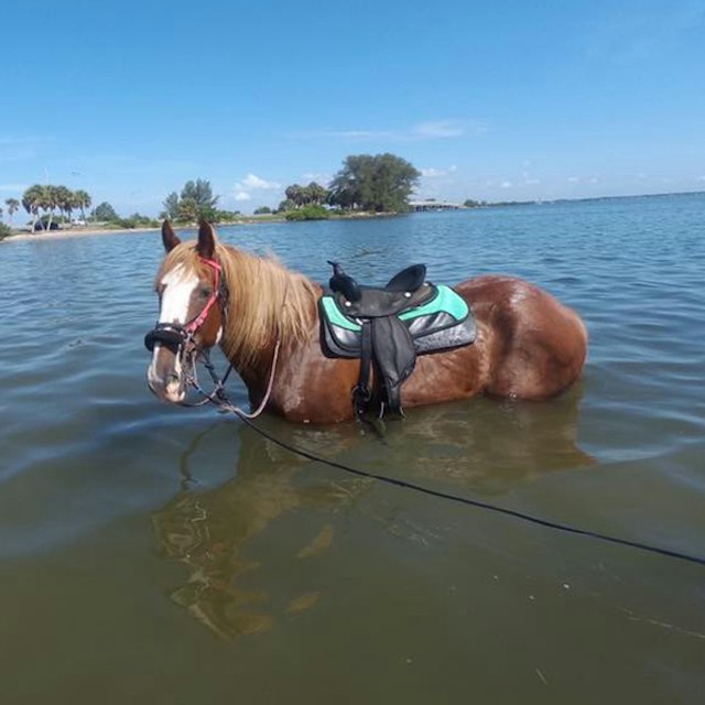 C Ponies Beach Horseback Rides image 7