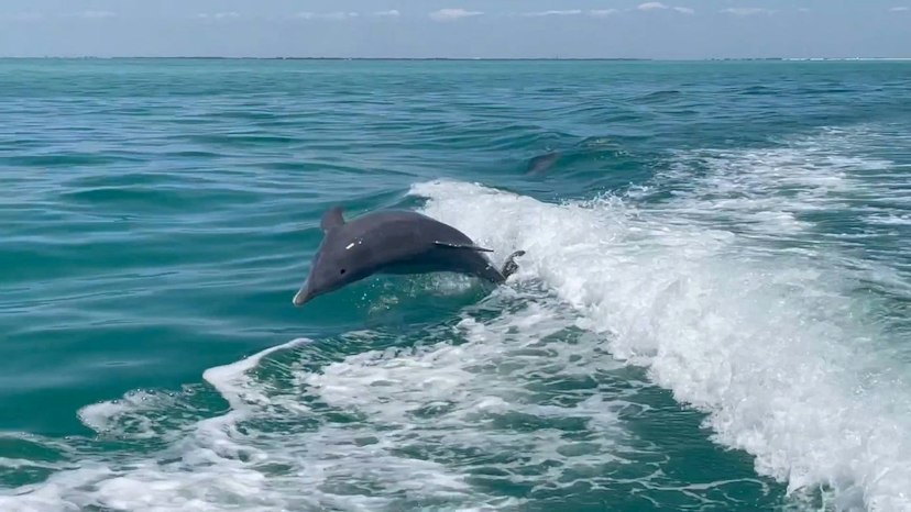Passage Key Dolphin Tours image 2