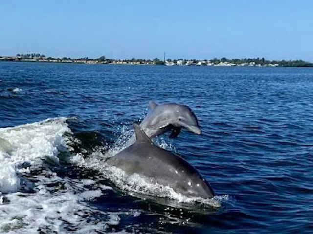 Passage Key Dolphin Tours image 11
