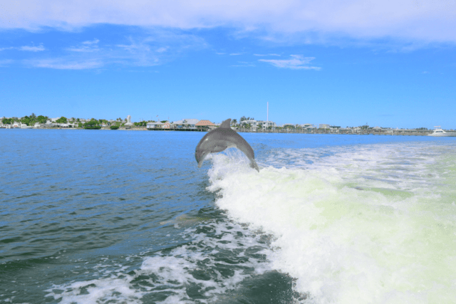 Sea Rocket Gulf Coast Parasail image 5