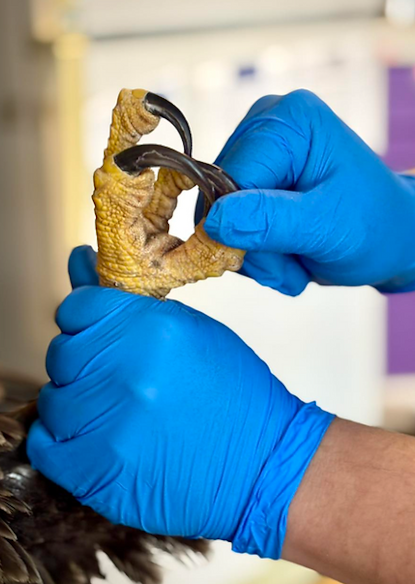 Save Our Seabirds image 2