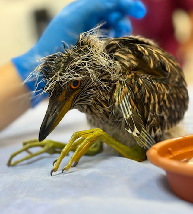Save Our Seabirds image 4