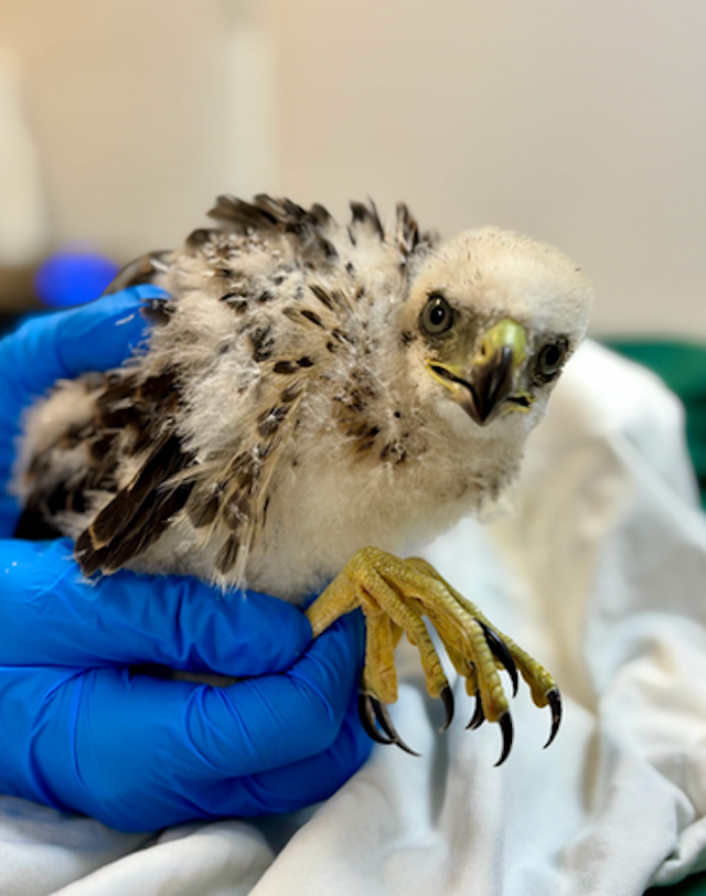 Save Our Seabirds image 6