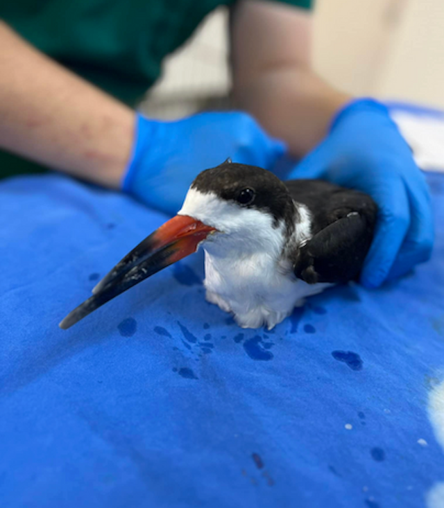 Save Our Seabirds image 1