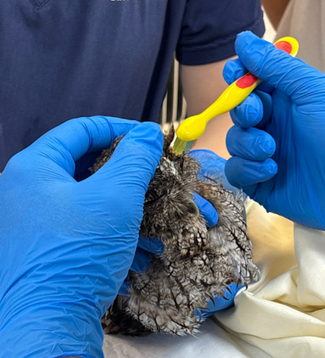 Save Our Seabirds image 7