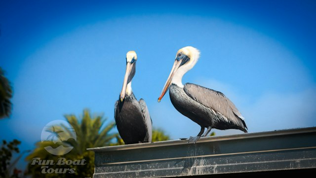 Fun Boat Tours Siesta Key image 8
