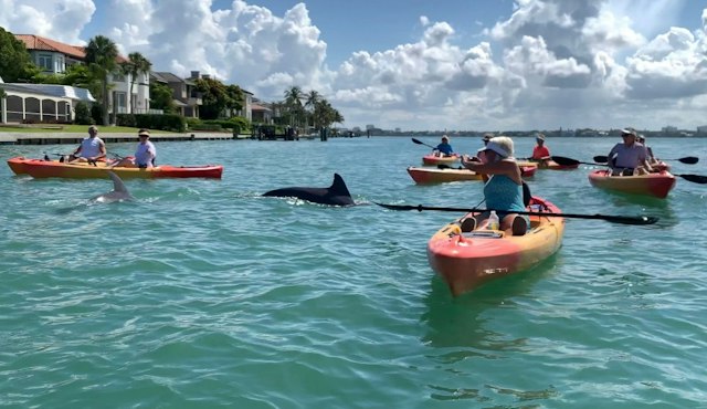 Kayaking SRQ Tours & Rentals image 13