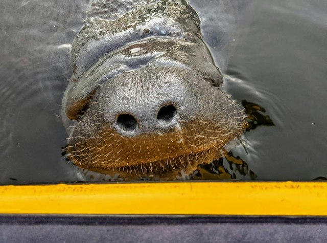Kayaking SRQ Tours & Rentals image 14