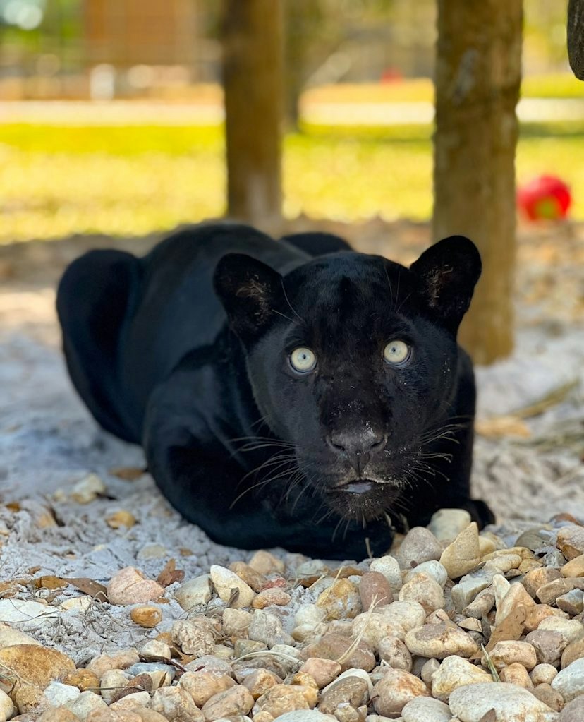 Big Cat Habitat Conservation & Education Center image 3