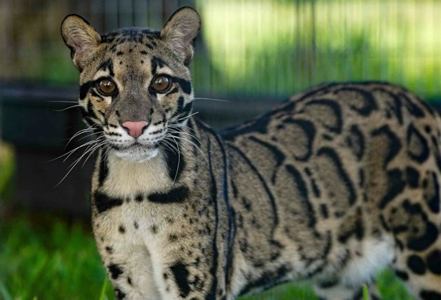 Big Cat Habitat Conservation & Education Center image 4