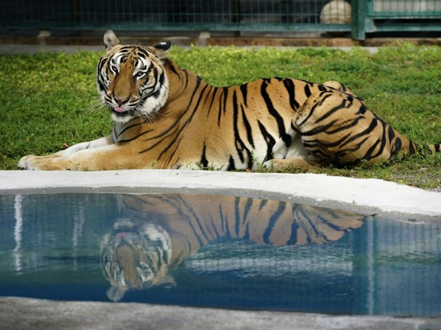 Big Cat Habitat Conservation & Education Center image 6