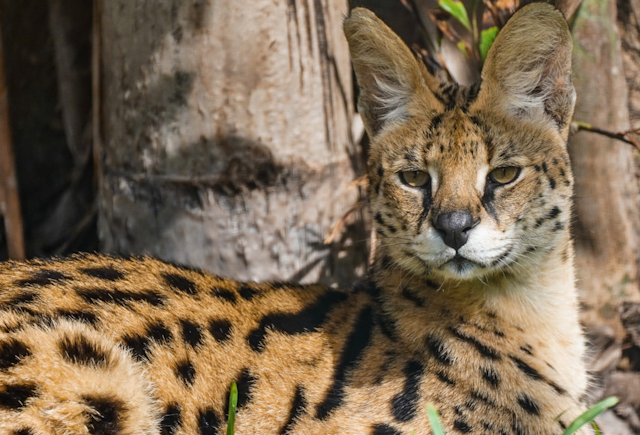 Big Cat Habitat Conservation & Education Center image 10