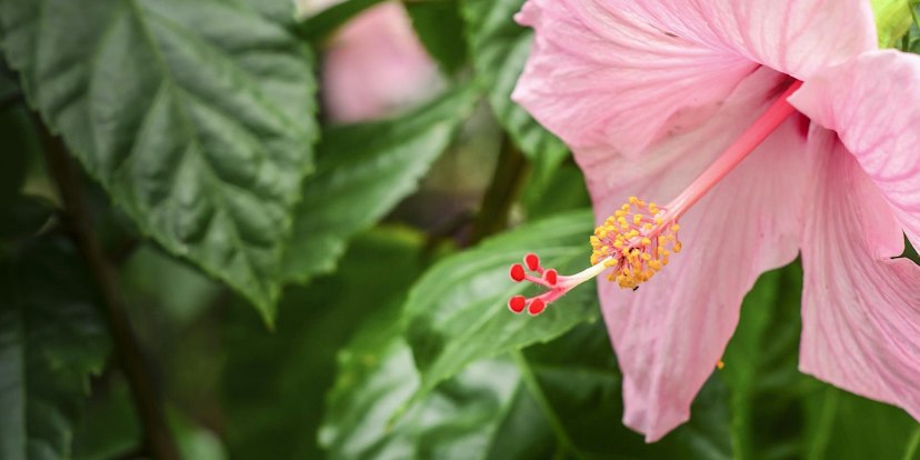 Marie Selby Botanical Gardens image 1