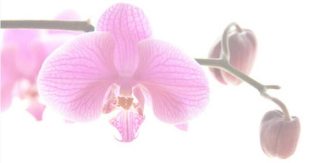 Marie Selby Botanical Gardens image 3
