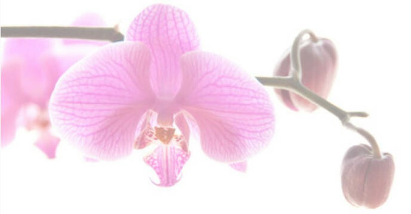 Marie Selby Botanical Gardens image 3