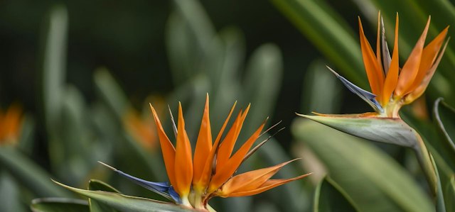 Marie Selby Botanical Gardens image 8