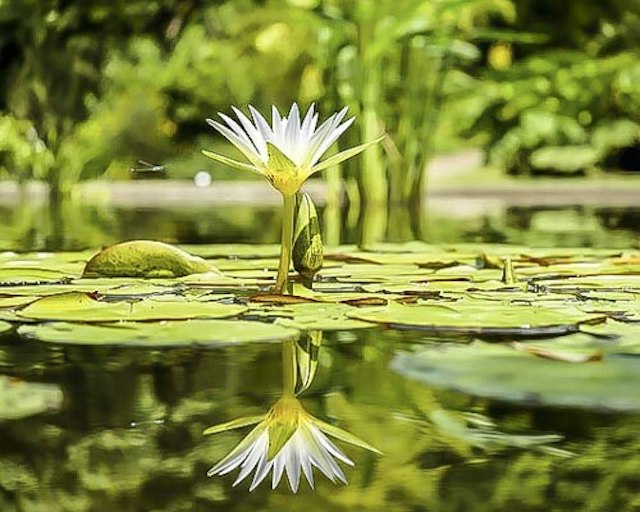 Marie Selby Botanical Gardens image 9