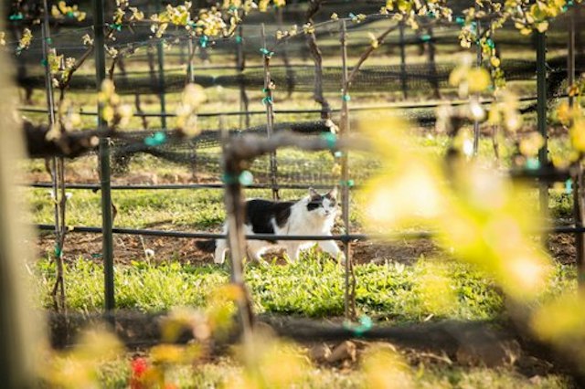 Marchesi Vineyards image 15