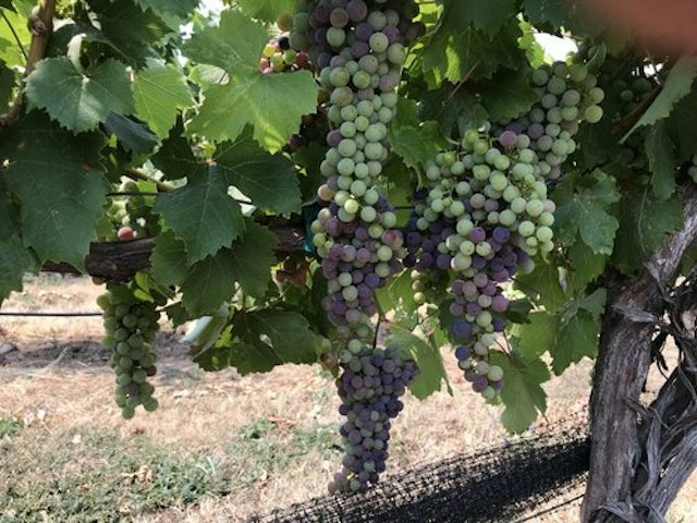 Marchesi Vineyards image 24