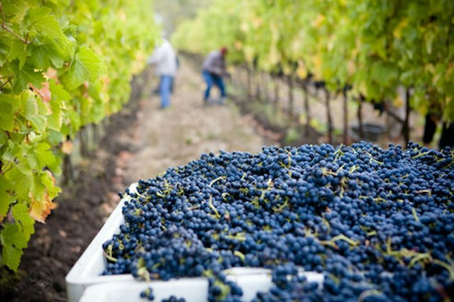 Hood Crest Winery & Distillers image 9