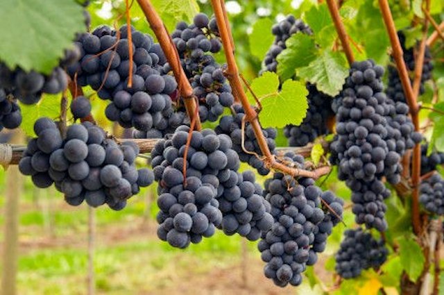 Hood Crest Winery & Distillers image 12