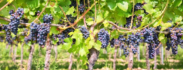 Cathedral Ridge Winery, Hood River image 1