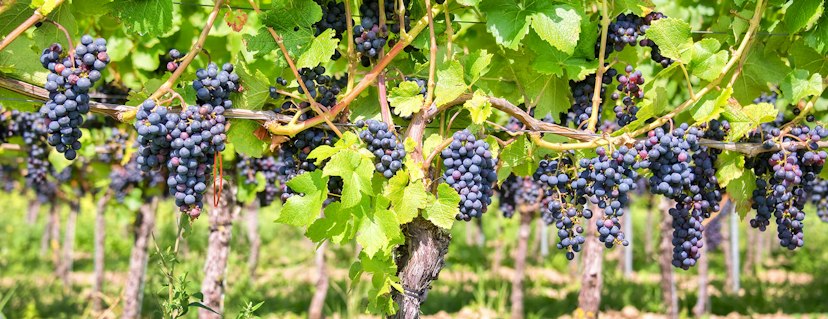 Cathedral Ridge Winery, Hood River image 1