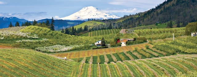 Cathedral Ridge Winery, Hood River image 8