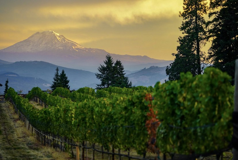 Stave & Stone Winery at the Vineyard image 1