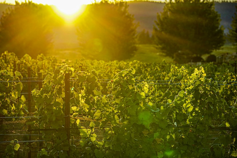 Stave & Stone Winery at the Vineyard image 2