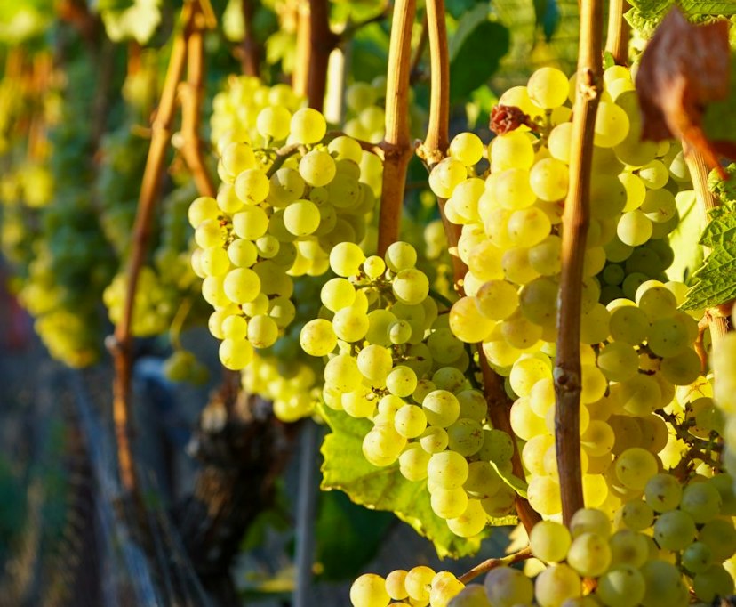 Stave & Stone Winery at the Vineyard image 3