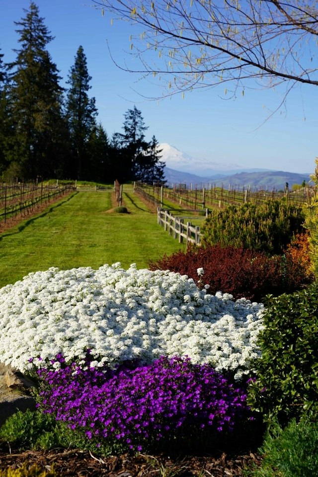 Stave & Stone Winery at the Vineyard image 4