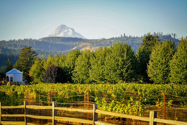 Stave & Stone Winery at the Vineyard image 10