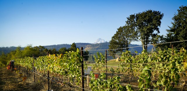 Stave & Stone Winery at the Vineyard image 12
