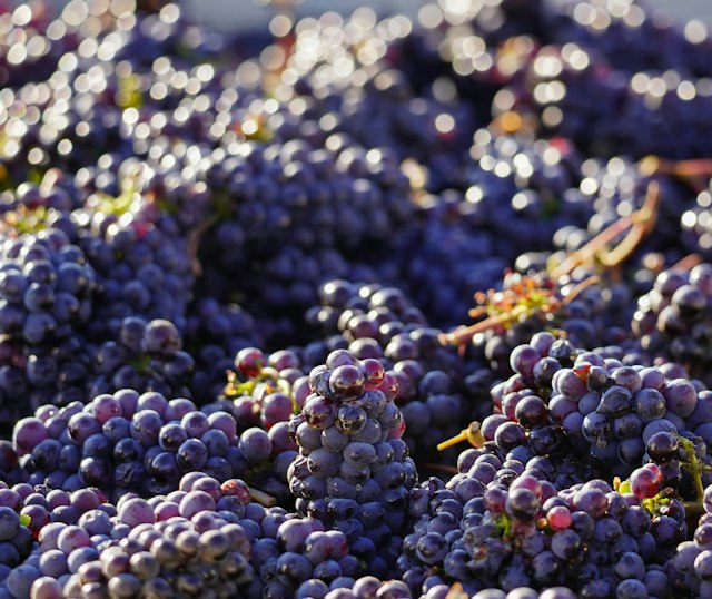 Stave & Stone Winery at the Vineyard image 13