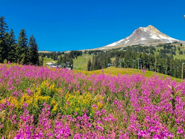 Mt. Hood Meadows image 13