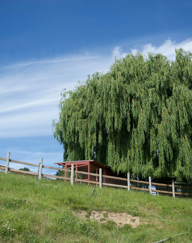 Triskele Rivers Care Farm image 5