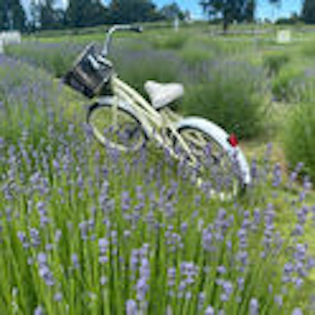 Sol Rides image 16