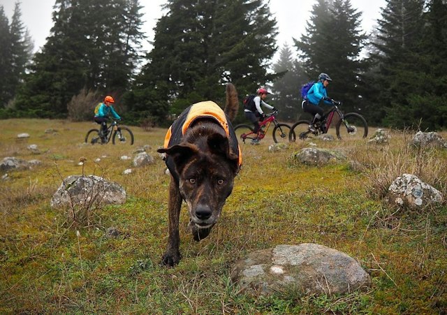Hood River Mountain Bike Adventures image 10
