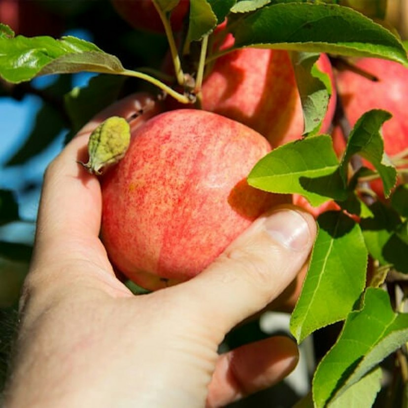 Packer Orchards image 2