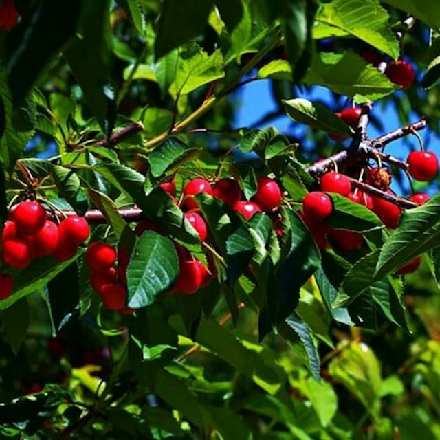 Packer Orchards image 6