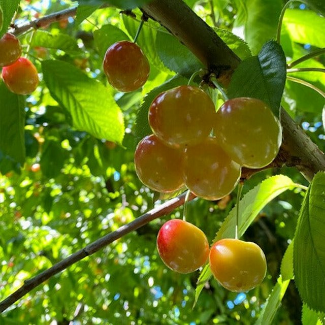 Packer Orchards image 8