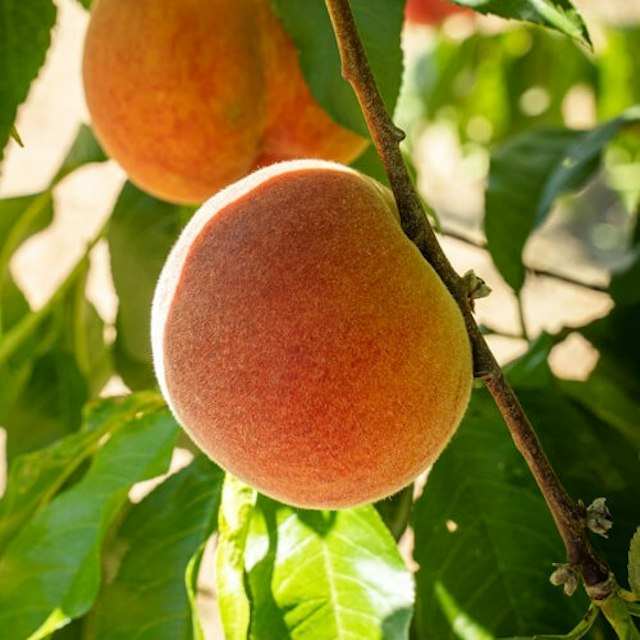 Packer Orchards image 10