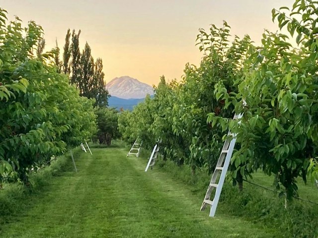 Hood River U-Pick Organic image 9