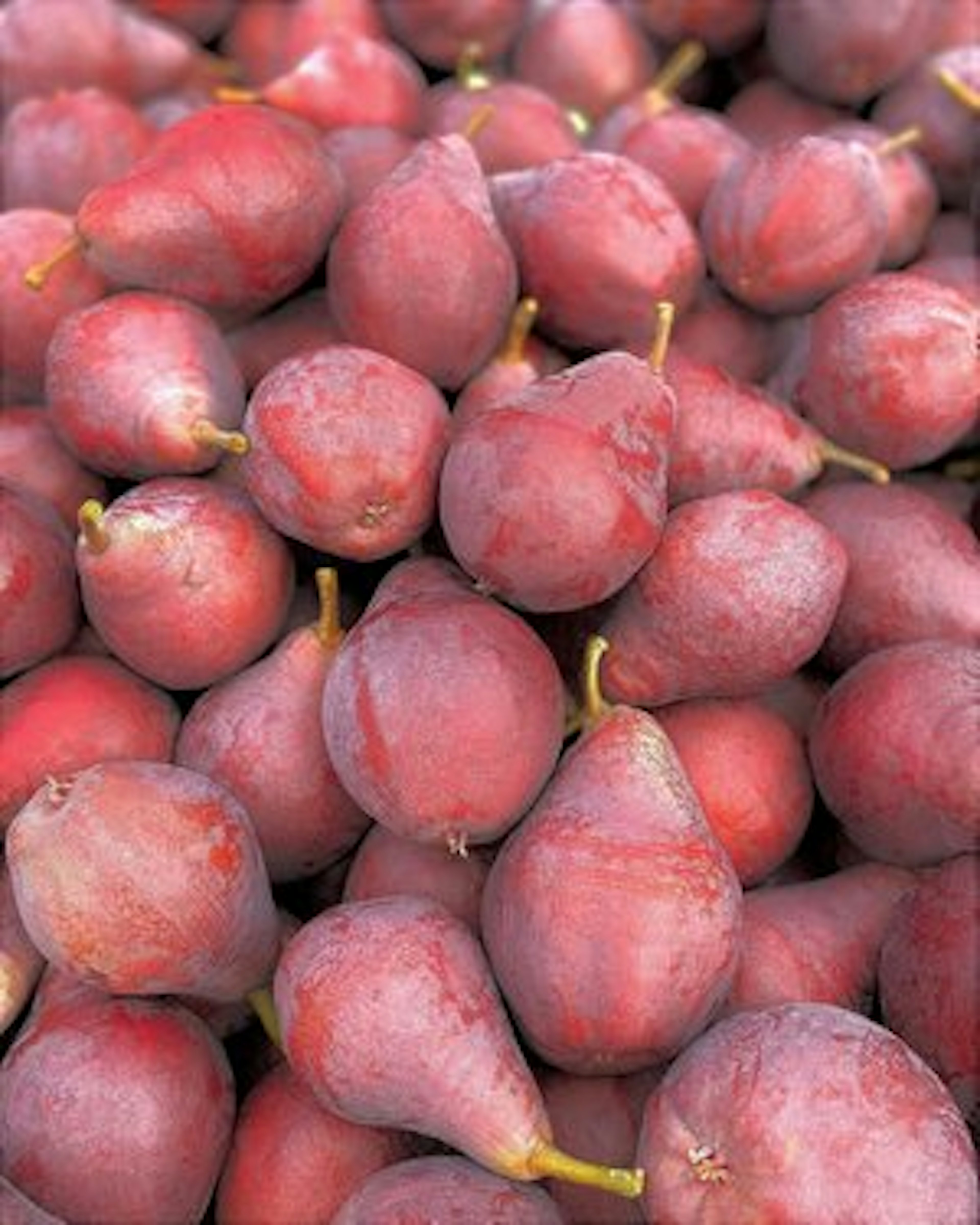 Kiyokawa Family Orchards, photo